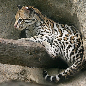 L’ocelot mâle prend soin de la femelle.
