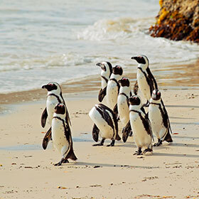 Penguins are found in Africa.