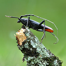 There are more than 1 million identified species of insects.