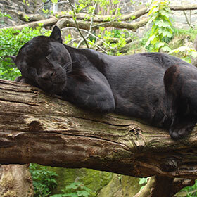 The black panther is a separate species from leopards.