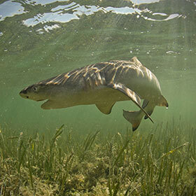 Young lemon sharks are active during the day, adults at night.