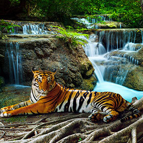 Tigers are good at catching fish.