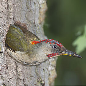 The green woodpecker spends 6 hours excavating its nest.