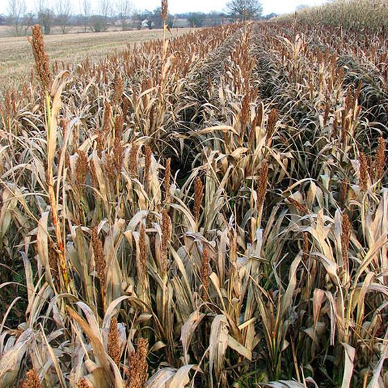 La biomasse se présente uniquement sous forme solide.