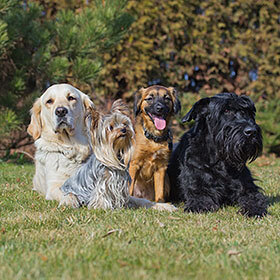 There are over 330 different dog breeds in the world.