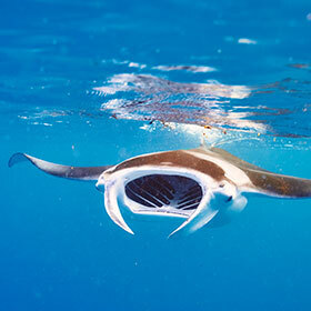 Manta rays like to eat tuna.