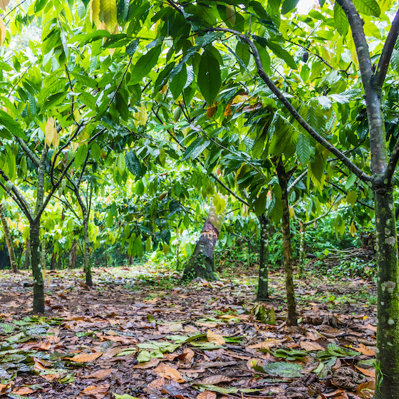 The Trinitario cacao tree is a cross between the Criollo and Forastero varieties.