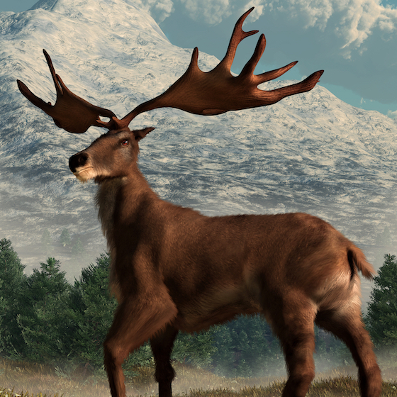 There are only five hundred Irish elk left in the wild worldwide.