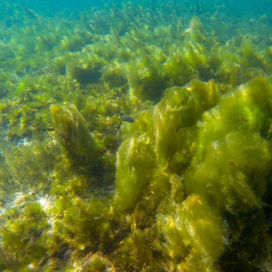 The air that we breathe comes primarily from the ocean.
