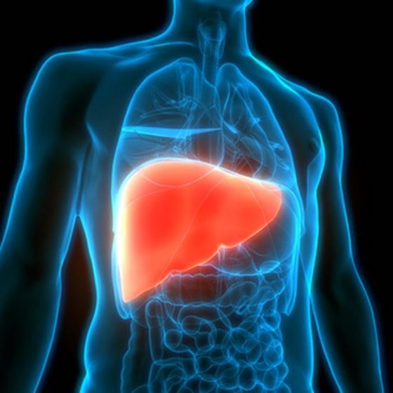 inute-le-foie-filtre-les-cinq-litres-de-sang-contenus-dans-le-corps-humain