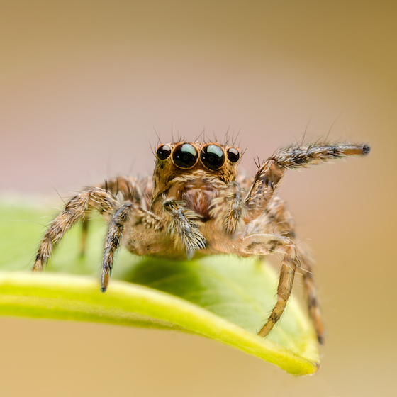 A female jumping spider performs a complicated courtship dance that could ultimately end in her death.