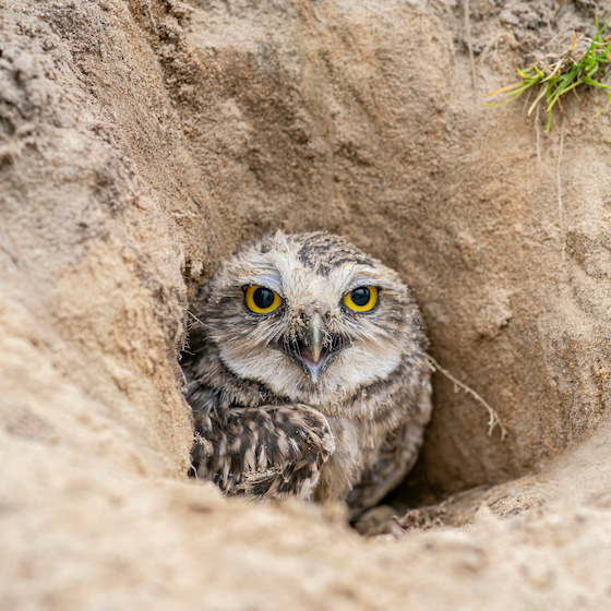 When threatened, the burrowing owl makes a hissing sound like that of a rattlesnake.