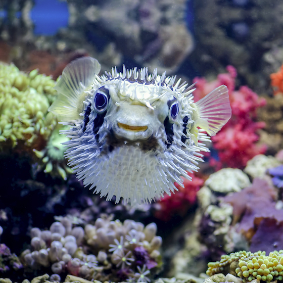 Le poisson-globe, qui se classe deuxième parmi les vertébrés les plus toxiques sur la planète, est un mets raffiné au Japon.