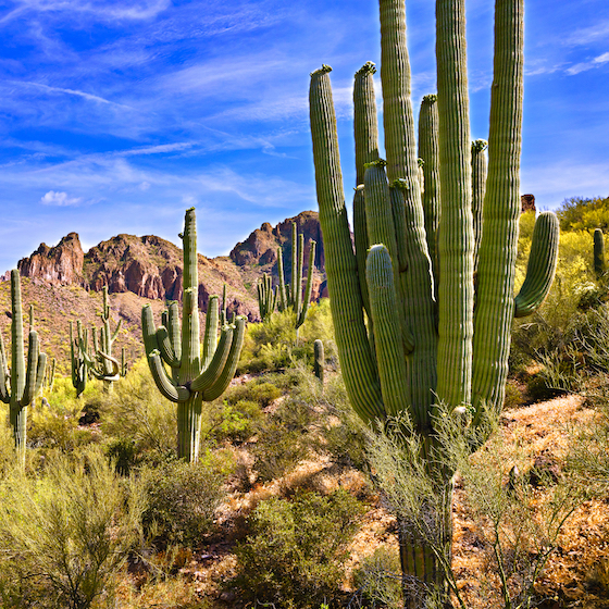 Cacti are threatened with extinction.