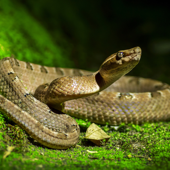 Les serpents ont des oreilles.