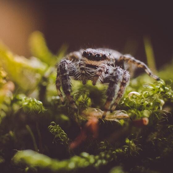 Most spiders cannot chew.