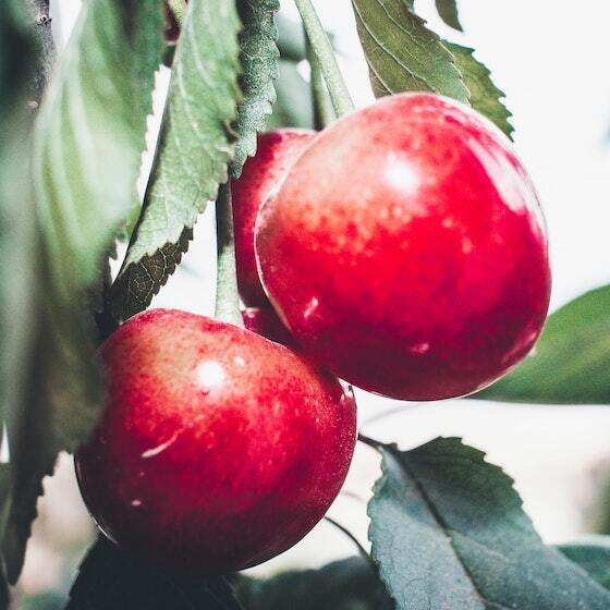 Apples originated in central Europe.