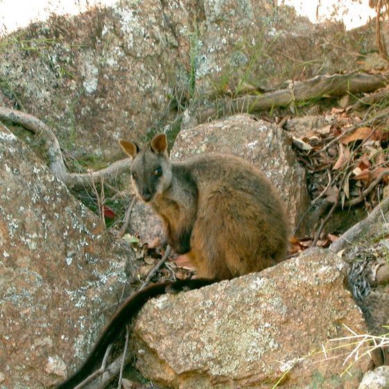 rock_wallabies_are_very_sociable_animals__