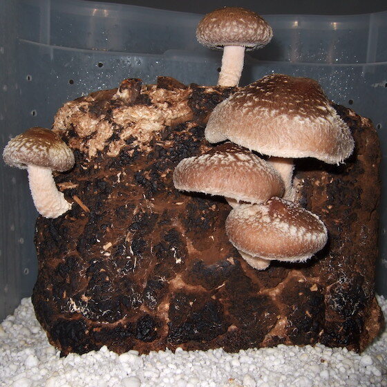 Shiitake mushrooms are also known as golden hazelnut mushrooms.