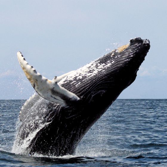 Chaque année, le Royaume des Tonga accueillent de nombreuses baleines à bosse.