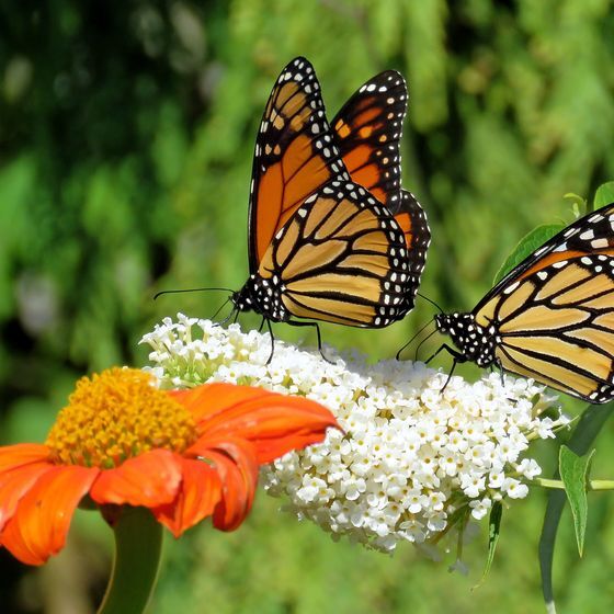 Monarchs in Canada lay their eggs only on the milkweed plant. 