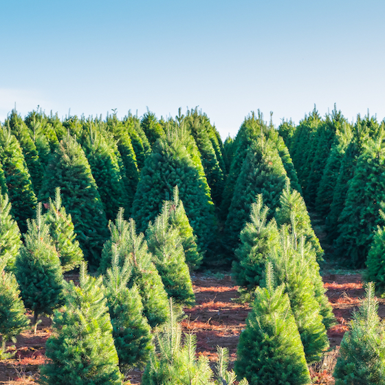 Russia is the world’s biggest exporter of Christmas trees. 