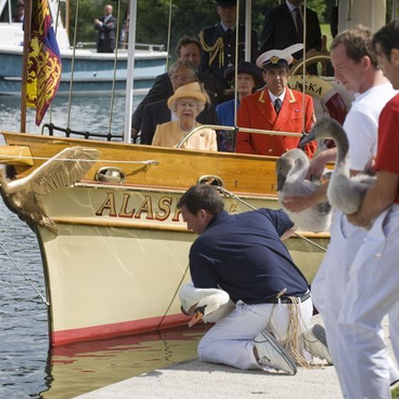 -possede-tous-les-cygnes-non-marques-dans-les-eaux-britanniques