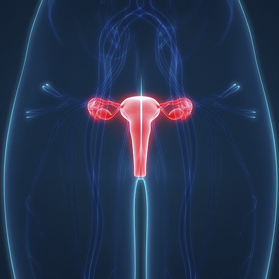 The invisible part of the clitoris measures between 0.5 and 1 cm (0.2 and 0.4 in.).
