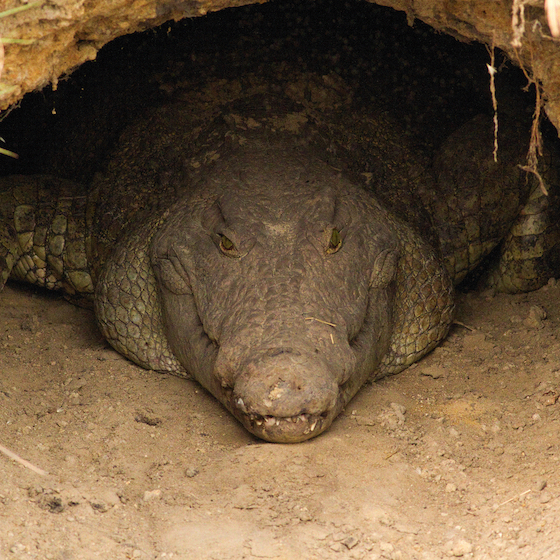 Certains animaux hibernent lorsque le mercure monte.