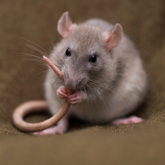 Rats are among the dirtiest mammals on earth.
