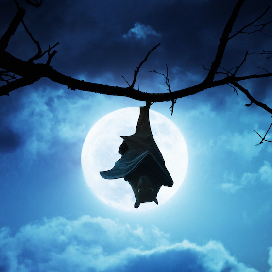 À l’époque médiévale, les Celtes célébraient l’Halloween avec un grand feu qui attirait les chauves-souris. 
