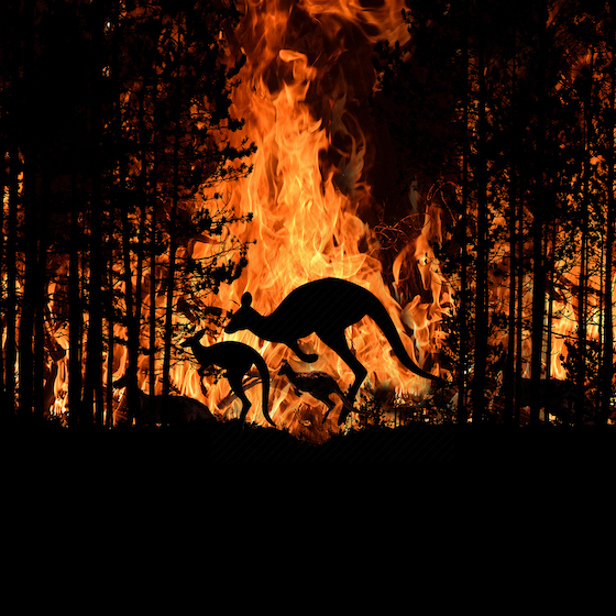 The 2019-20 Australian bushfires may have killed 240 billion mammals, birds, reptiles, and invertebrates.