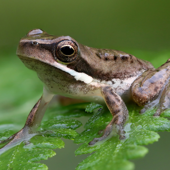 Les oreilles de la grenouille se trouvent derrière ses yeux.