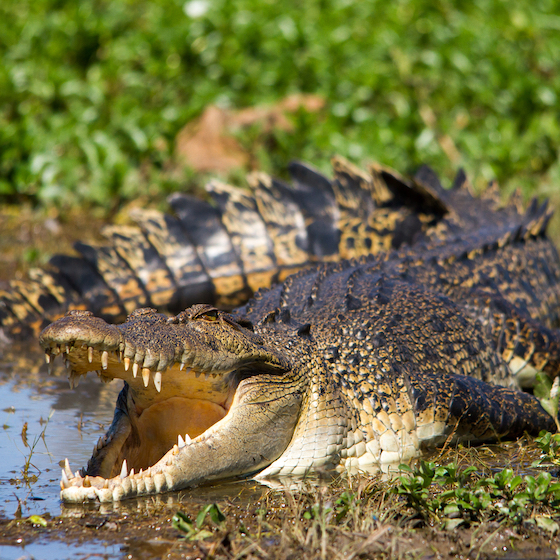 A saltwater crocodile isn’t as deadly as its cousin, the alligator.
