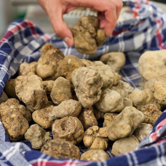 The Alba white truffle is primarily harvested in Auvergne.