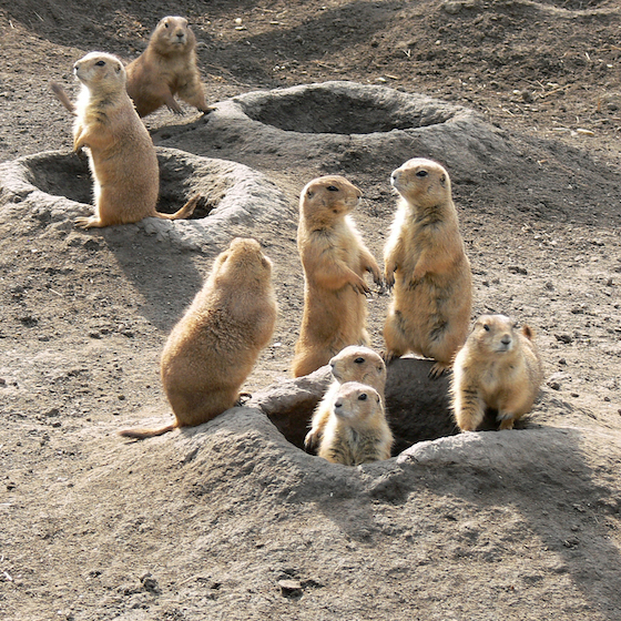 Prairie dogs have the most advanced vocabulary of any mammal.