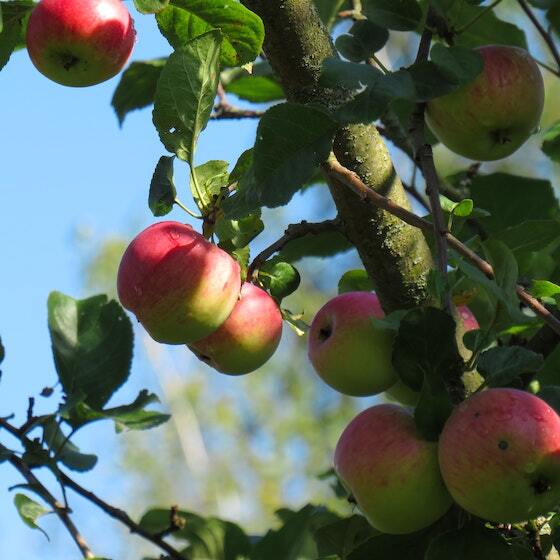 Le pommier domestique porte le nom latin de Malus pomicitus.