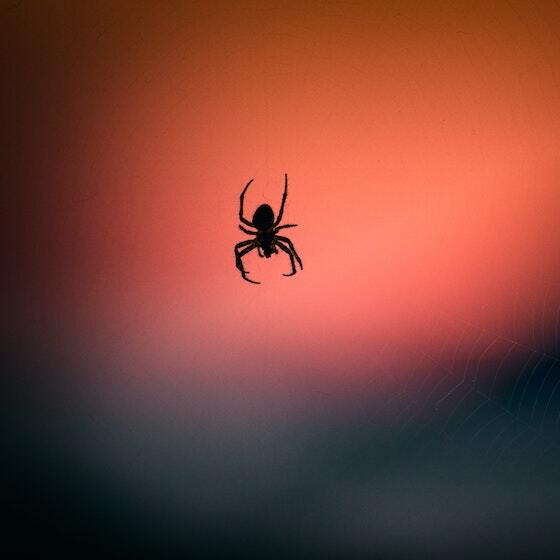 The life cycle of most spiders in nature is just 6 to 8 weeks.