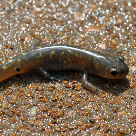 There are over 7,000 species of amphibians in the world.