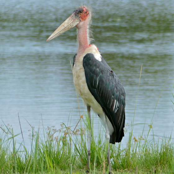 Only the female marabou stork sits on its eggs.