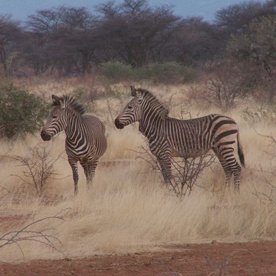 -zebras-have-about-40-stripes