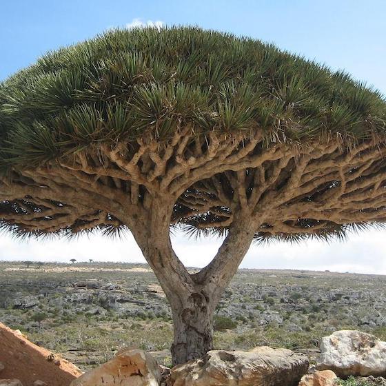 La sève du dragonnier de Socotra est bleue.