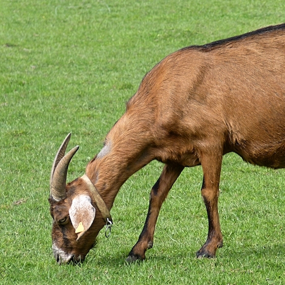 La chèvre est la femelle du bouc.