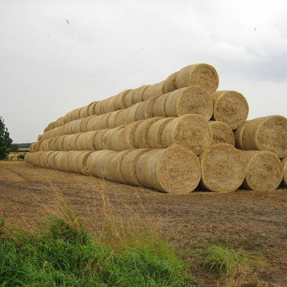 Like other renewable energy sources, biomass energy does not produce carbon dioxide (CO2).