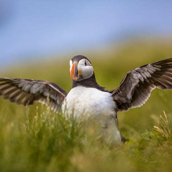 Nicknamed the parrot of the sea, the Atlantic puffin is known for emitting a call that sounds like a chainsaw.