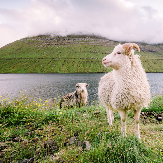 The Vikings were the first people to settle the Faroe Islands.