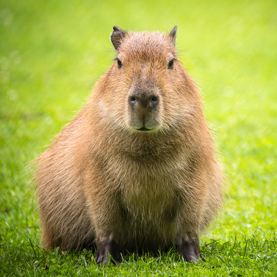 Le capybara est le plus gros rongeur au monde.