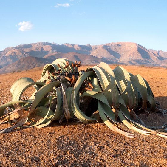 L’espérance de vie de Welwitschia mirabilis est de 1000 à 2000 ans.