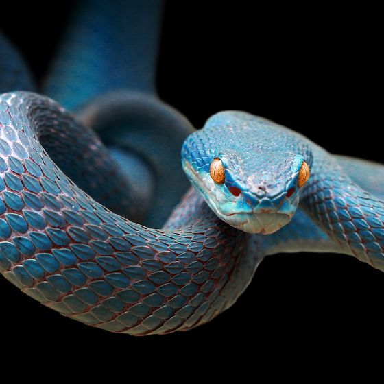 Il est illégal de recourir à un reptile dans un service religieux au Kentucky, sous peine d’une amende de plus de 50 $. 