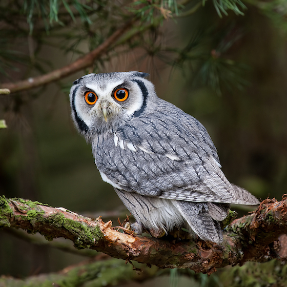 An owl’s crooked ears are what help it hear.
